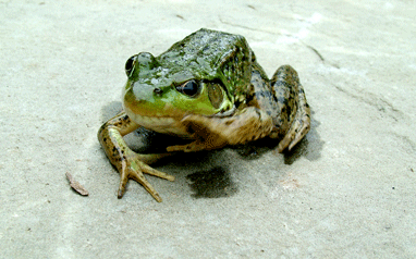 Angry Frog Greeting Card
