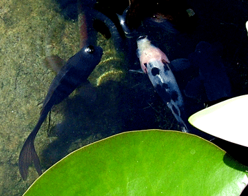 black baby goldfish
