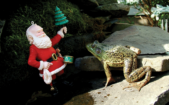 Frog and Santa