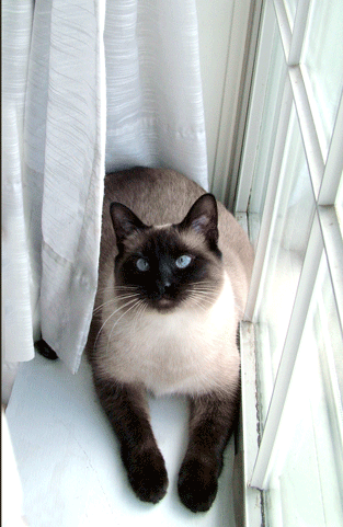 Siamese Cat Photo - Wall Art : home decor, gift
