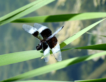 Black and White Dragonfly note card