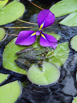 Frog and iris