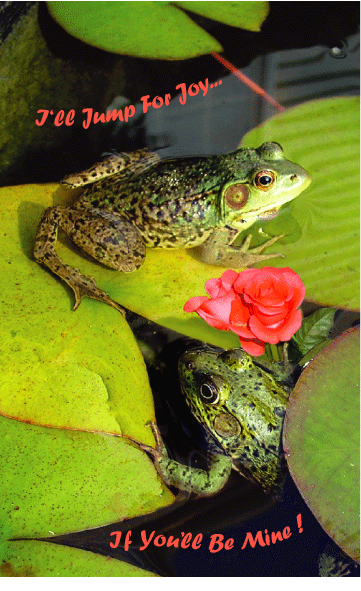 Frog Valentine Day Greeting Card