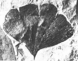 ginkgofossil2taggart.gif