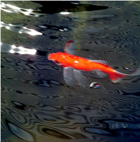 Goldfish Photo - WallArt : home decor, gift