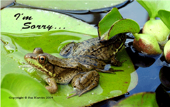 I'm Sorry frogs