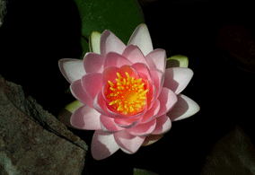 Pink Waterlily Photo - Wall Art : home decor, gift
