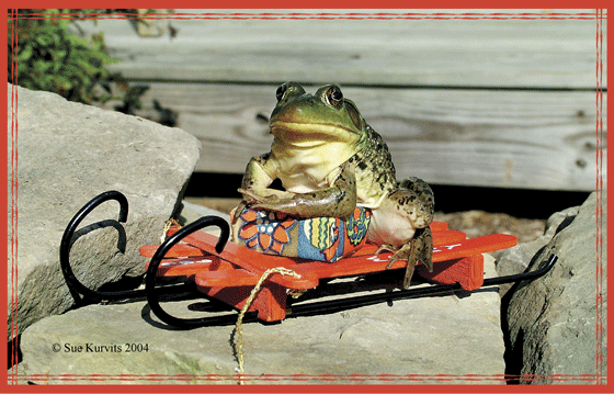 Frog Christmas Greeting Card
