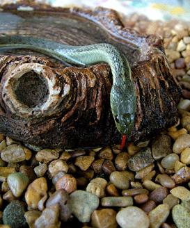 Garter Snake Photo - Wall Art : home decor, gift