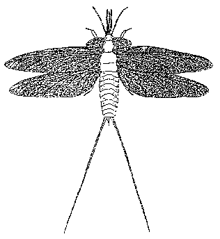 evolution of dragonflies