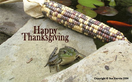 Thanksgiving Frog