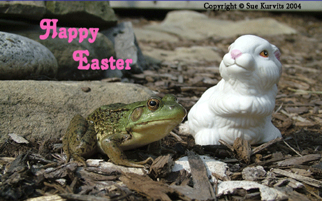 Easter Frog greeting card