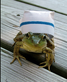 Frog With Nurse Cap Photo