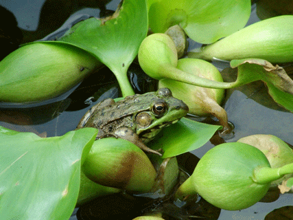Green Frog Photo - Wall Art : home decor, gift
