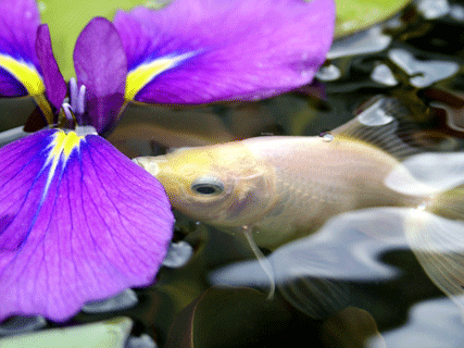 fish and iris