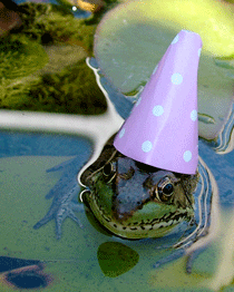 Frog Happy Birthday Greeting Card