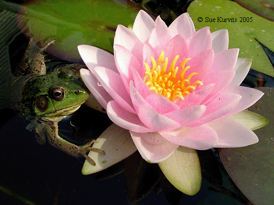 Frog and Pink Waterlily Note Card
