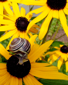 Snail & Brown-eyed Susans Photo - Wall Art : gift 